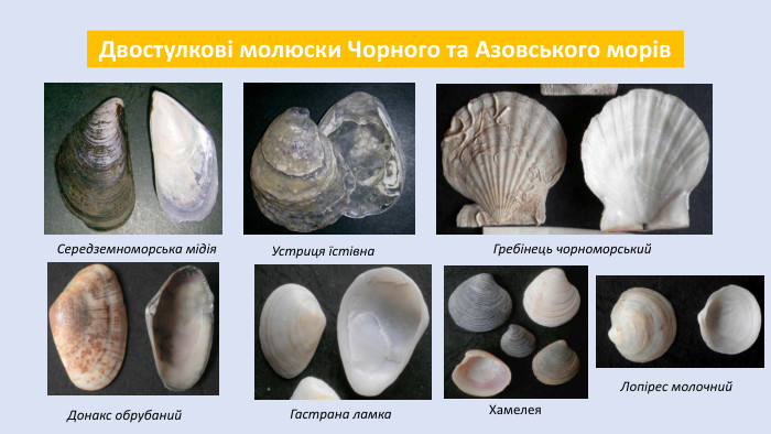  Двостулкові молюски Чорного та Азовського морів. Середземноморська мідія. Устриця їстівна. Гребінець чорноморський. Донакс обрубаний. Гастрана ламка. Хамелея. Лопірес молочний