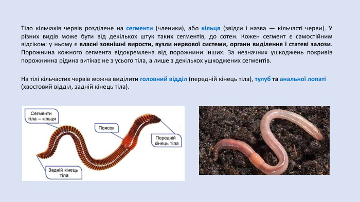 Тіло кільчаків червів розділене на сегменти (членики), або кільця (звідси і назва — кільчасті черви). У різних видів може бути від декількох штук таких сегментів, до сотен. Кожен сегмент є самостійним відсіком: у ньому є власні зовнішні вирости, вузли нервової системи, органи виділення і статеві залози. Порожнина кожного сегмента відокремлена від порожнини інших. За незначних ушкоджень покривів порожнинна рідина витікає не з усього тіла, а лише з декількох ушкоджених сегментів. На тілі кільчастих червів можна виділити головний відділ (передній кінець тіла), тулуб та анальної лопаті (хвостовий відділ, задній кінець тіла).