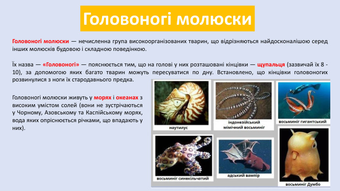 Головоногі молюски. Головоногі молюски — нечисленна група високоорганізованих тварин, що відрізняються найдосконалішою серед інших молюсків будовою і складною поведінкою.Їх назва — «Головоногі» — пояснюється тим, що на голові у них розташовані кінцівки — щупальця (зазвичай їх 8 - 10), за допомогою яких багато тварин можуть пересуватися по дну. Встановлено, що кінцівки головоногих розвинулися з ноги їх стародавнього предка. Головоногі молюски живуть у морях і океанах з високим умістом солей (вони не зустрічаються у Чорному, Азовському та Каспійському морях, вода яких опріснюється річками, що впадають у них).