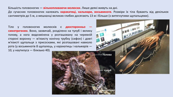 Більшість головоногих — вільноплаваючи молюски. Лише деякі живуть на дні. До сучасних головоногих належать каракатиці, кальмари, восьминоги. Розміри їх тіла бувають від декількох сантиметрів до 5 м, а мешканці великих глибин досягають 13 м і більше (з витягнутими щупальцями). Тіло у головоногих молюсків є двосторонньо — симетричним. Воно, зазвичай, розділено на тулуб і велику голову, а нога видозмінена у розташовану на черевній стороні воронку — м'язисту конічну трубку (сифон) і довгі м'язисті щупальця з присосками, які розташовані навколо рота (у восьминогів 8 щупалець, у каракатиць і кальмарів — 10, у наутилуса — близько 40).