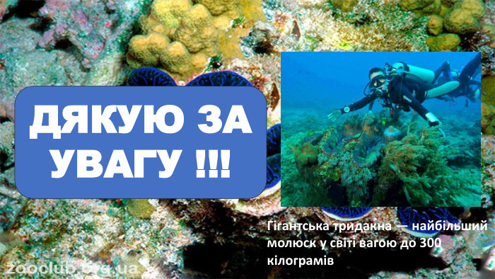 ДЯКУЮ ЗА УВАГУ !!!Гігантська тридакна — найбільший молюск у світі вагою до 300 кілограмів