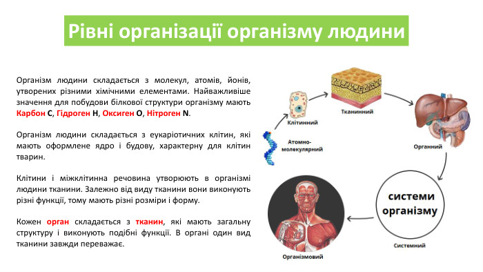 Рівні організації організму людини. Організм людини складається з молекул, атомів, йонів, утворених різними хімічними елементами. Найважливіше значення для побудови білкової структури організму мають Карбон С, Гідроген Н, Оксиген О, Нітроген N. Організм людини складається з еукаріотичних клітин, які мають оформлене ядро ​​і будову, характерну для клітин тварин. Клітини і міжклітинна речовина утворюють в організмі людини тканини. Залежно від виду тканини вони виконують різні функції, тому мають різні розміри і форму. Кожен орган складається з тканин, які мають загальну структуру і виконують подібні функції. В органі один вид тканини завжди переважає.