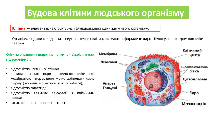 Будова клітини людського організму. Клітина — елементарна структурна і функціональна одиниця живого організму. Організм людини складається з еукаріотичних клітин, які мають оформлене ядро ​​і будову, характерну для клітин тварин. Клітина людини (тваринна клітина) відрізняється від рослинної:відсутністю клітинної стінки; клітина тварин вкрита гнучкою клітинною мембраною і переважно може змінювати свою форму (рослини не можуть цього робити);відсутністю пластид;відсутністю великих вакуолей з клітинним соком;запасаюча речовина — глікоген