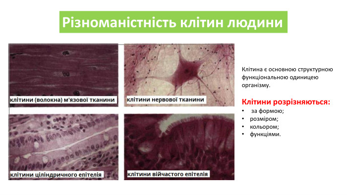 Різноманістність клітин людини. Клітина є основною структурною функціональною одиницею організму. Клітини розрізняються: за формою;розміром;кольором;функціями.