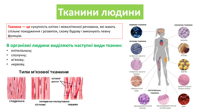 Тканини людини. Тканина — це сукупність клітин і міжклітинної речовини, які мають спільне походження і розвиток, схожу будову і виконують певну функцію. В організмі людини виділяють наступні види тканин:епітеліальну;сполучну;м'язову;нервову.
