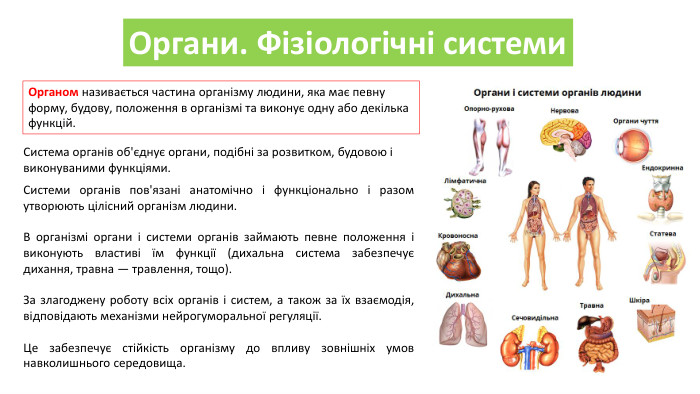 Органи. Фізіологічні системи. Органом називається частина організму людини, яка має певну форму, будову, положення в організмі та виконує одну або декілька функцій. Система органів об'єднує органи, подібні за розвитком, будовою і виконуваними функціями. Системи органів пов'язані анатомічно і функціонально і разом утворюють цілісний організм людини. В організмі органи і системи органів займають певне положення і виконують властиві їм функції (дихальна система забезпечує дихання, травна — травлення, тощо). За злагоджену роботу всіх органів і систем, а також за їх взаємодія, відповідають механізми нейрогуморальної регуляції. Це забезпечує стійкість організму до впливу зовнішніх умов навколишнього середовища.