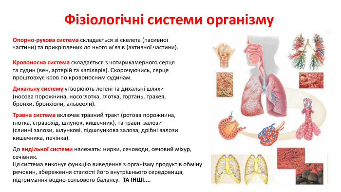 Фізіологічні системи організму. Опорно-рухова система складається зі скелета (пасивної частини) та прикріплених до нього м'язів (активної частини). Кровоносна система складається з чотирикамерного серця та судин (вен, артерій та капілярів). Скорочуючись, серце проштовхує кров по кровоносним судинам. Дихальну систему утворюють легені та дихальні шляхи (носова порожнина, носоглотка, глотка, гортань, трахея, бронхи, бронхіоли, альвеоли). Травна система включає травний тракт (ротова порожнина, глотка, стравохід, шлунок, кишечник), та травні залози (слинні залози, шлункові, підшлункова залоза, дрібні залози кишечника, печінка). До видільної системи належать: нирки, сечоводи, сечовий міхур, сечівник. Ця система виконує функцію виведення з організму продуктів обміну речовин, збереження сталості його внутрішнього середовища, підтримання водно-сольового балансу. ТА ІНШІ....