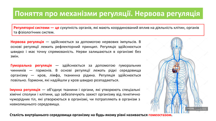 Поняття про механізми регуляції. Нервова регуляція. Регуляторні системи — це сукупність органів, які мають координований вплив на діяльність клітин, органів та фізіологічних систем. Нервова регуляція — здійснюється за допомогою нервових імпульсів. В основі регуляції лежить рефлекторний принцип. Регуляціє здійснюється швидко і має точну спрямованість. Нерви залишаються в організмі без змін. Гуморальна регуляція — здійснюється за допомогою гуморальних чинників — гормонів. В основі регуляції лежать рідкі середовища організму — кров, лімфа, тканинна рідина. Регуляція здійснюється повільно. Гормони, які надійшли у кров швидко розпадаються.Імунна регуляція — об'єднує тканини і органи, які утворюють спеціальні хімічні сполуки і клітини, що забезпечують захист організму від генетично чужорідних тіл, які утворюються в організмі, чи потрапляють в організм з навколишнього середовища. Сталість внутрішнього середовища організму на будь-якому рівні називається гомеостазом.