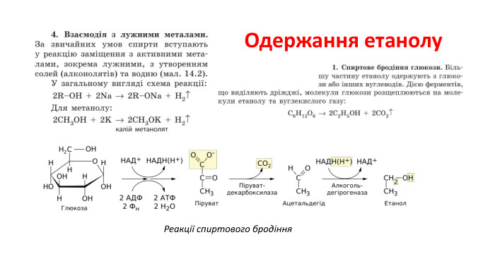 Одержання етанолу. Реакції спиртового бродіння