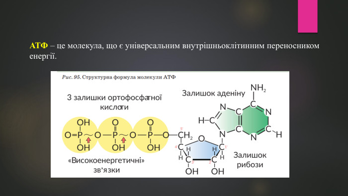 АТФ – це молекула, що є універсальним внутрішньоклітинним переносником енергії.