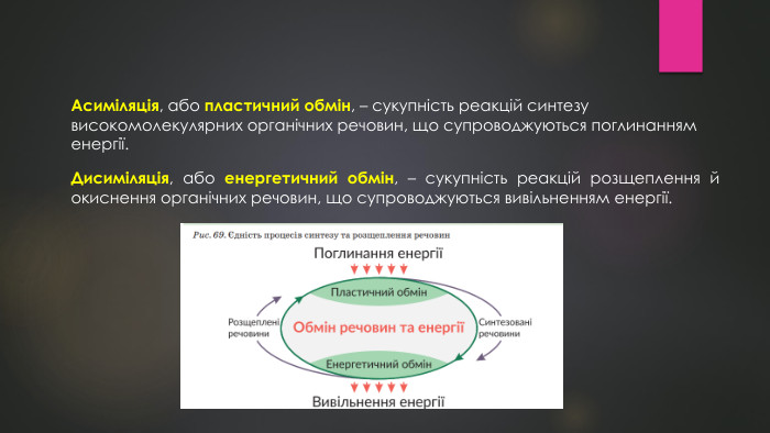 Асиміляція, або пластичний обмін, – сукупність реакцій синтезу високомолекулярних органічних речовин, що супроводжуються поглинанням енергії. Дисиміляція, або енергетичний обмін, – сукупність реакцій розщеплення й окиснення органічних речовин, що супроводжуються вивільненням енергії.