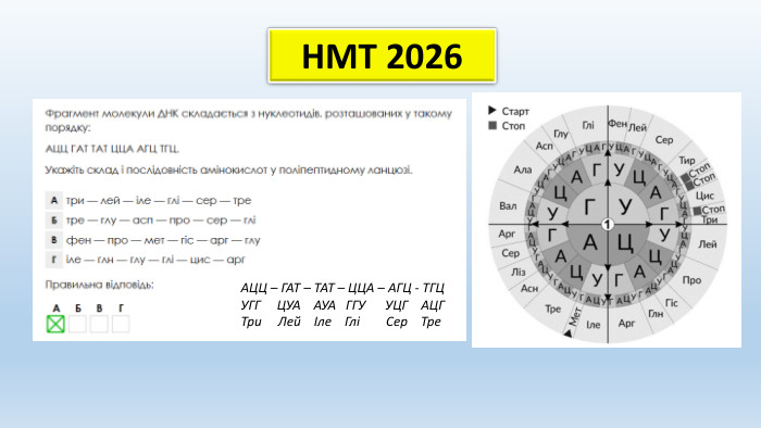НМТ 2026 АЦЦ – ГАТ – ТАТ – ЦЦА – АГЦ - ТГЦУГГ ЦУА АУА ГГУ УЦГ АЦГТри Лей Іле Глі Сер Тре