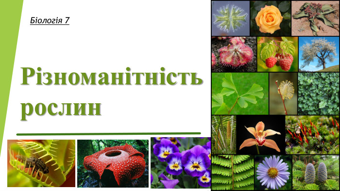 Різноманітність рослин. Біологія 7