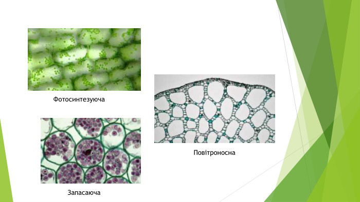 Фотосинтезуюча Повітроносна. Запасаюча