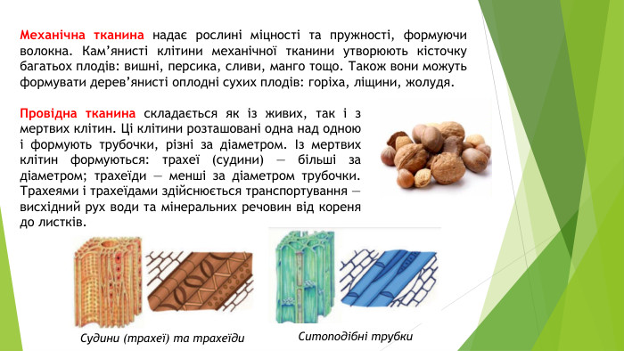 Механічна тканина надає рослині міцності та пружності, формуючи волокна. Кам’янисті клітини механічної тканини утворюють кісточку багатьох плодів: вишні, персика, сливи, манго тощо. Також вони можуть формувати дерев’янисті оплодні сухих плодів: горіха, ліщини, жолудя. Провідна тканина складається як із живих, так і з мертвих клітин. Ці клітини розташовані одна над одною і формують трубочки, різні за діаметром. Із мертвих клітин формуються: трахеї (судини) — більші за діаметром; трахеїди — менші за діаметром трубочки. Трахеями і трахеїдами здійснюється транспортування — висхідний рух води та мінеральних речовин від кореня до листків. Судини (трахеї) та трахеїди. Ситоподібні трубки