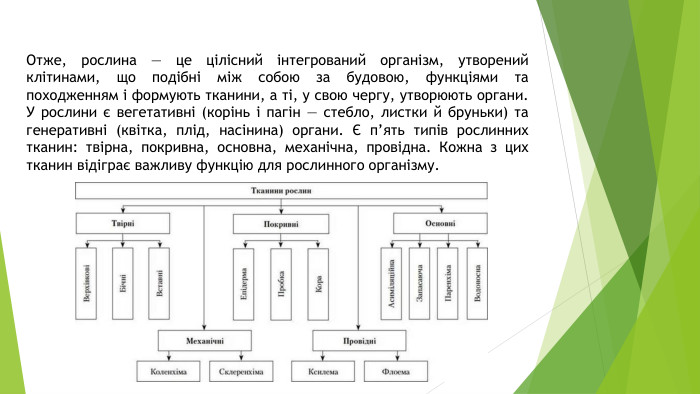 Отже, рослина — це цілісний інтегрований організм, утворений клітинами, що подібні між собою за будовою, функціями та походженням і формують тканини, а ті, у свою чергу, утворюють органи. У рослини є вегетативні (корінь і пагін — стебло, листки й бруньки) та генеративні (квітка, плід, насінина) органи. Є п’ять типів рослинних тканин: твірна, покривна, основна, механічна, провідна. Кожна з цих тканин відіграє важливу функцію для рослинного організму. 