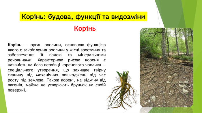Корінь: будова, функції та видозміни. Корінь. Корінь — орган рослини, основною функцією якого є закріплення рослини у місці зростання та забезпечення її водою та мінеральними речовинами. Характерною рисою кореня є наявність на його верхівці кореневого чохлика — спеціального утворення, що захищає твірну тканину від механічних пошкоджень під час росту під землею. Також корені, на відміну від пагонів, майже не утворюють бруньок на своїй поверхні.