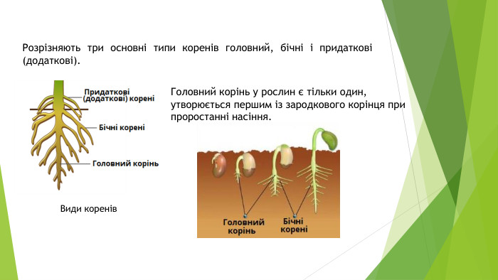 Види коренів. Розрізняють три основні типи коренів головний, бічні і придаткові (додаткові). Головний корінь у рослин є тільки один, утворюється першим із зародкового корінця при проростанні насіння.