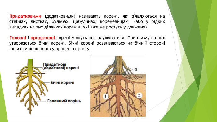 Придатковими (додатковими) називають корені, які з'являються на стеблах, листках, бульбах, цибулинах, кореневищах (або у рідких випадках на тих ділянках коренів, які вже не ростуть у довжину). Головні і придаткові корені можуть розгалужуватися. При цьому на них утворюються бічні корені. Бічні корені розвиваються на бічній стороні інших типів коренів у процесі їх росту.