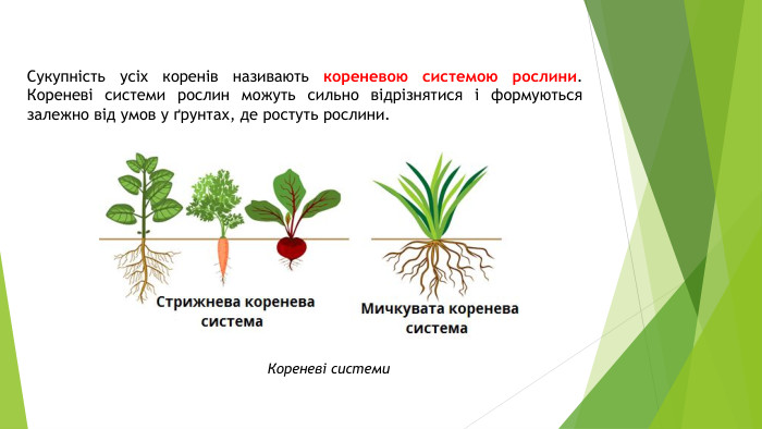 Сукупність усіх коренів називають кореневою системою рослини. Кореневі системи рослин можуть сильно відрізнятися і формуються залежно від умов у ґрунтах, де ростуть рослини. Кореневі системи