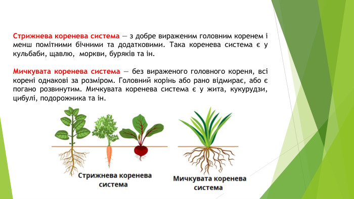 Стрижнева коренева система — з добре вираженим головним коренем і менш помітними бічними та додатковими. Така коренева система є у кульбаби, щавлю, моркви, буряків та ін. Мичкувата коренева система — без вираженого головного кореня, всі корені однакові за розміром. Головний корінь або рано відмирає, або є погано розвинутим. Мичкувата коренева система є у жита, кукурудзи, цибулі, подорожника та ін.