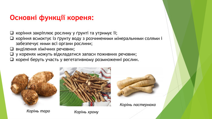 Основні функції кореня:коріння закріплює рослину у ґрунті та утримує її;коріння всмоктує із ґрунту воду з розчиненими мінеральними солями і забезпечує ними всі органи рослини;виділення хімічних речовин;у коренях можуть відкладатися запаси поживних речовин;корені беруть участь у вегетативному розмноженні рослин. Корінь таро. Корінь хрону. Корінь пастернака