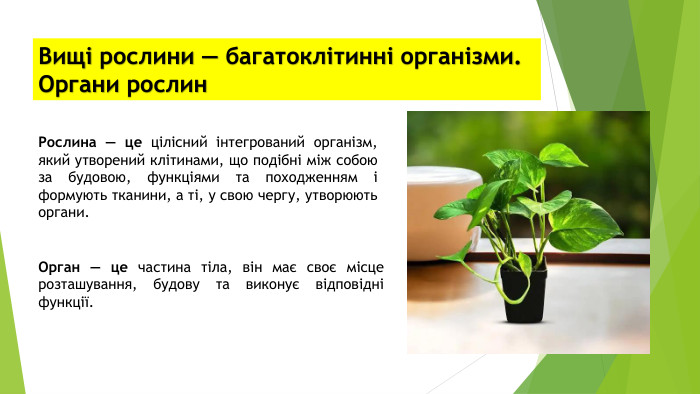 Вищі рослини — багатоклітинні організми. Органи рослин. Рослина — це цілісний інтегрований організм, який утворений клітинами, що подібні між собою за будовою, функціями та походженням і формують тканини, а ті, у свою чергу, утворюють органи. Орган — це частина тіла, він має своє місце розташування, будову та виконує відповідні функції.