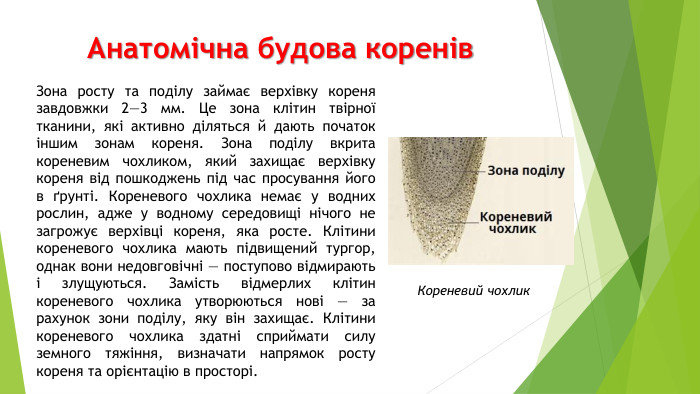 Анатомічна будова коренів. Зона росту та поділу займає верхівку кореня завдовжки 2—3 мм. Це зона клітин твірної тканини, які активно діляться й дають початок іншим зонам кореня. Зона поділу вкрита кореневим чохликом, який захищає верхівку кореня від пошкоджень під час просування його в ґрунті. Кореневого чохлика немає у водних рослин, адже у водному середовищі нічого не загрожує верхівці кореня, яка росте. Клітини кореневого чохлика мають підвищений тургор, однак вони недовговічні — поступово відмирають і злущуються. Замість відмерлих клітин кореневого чохлика утворюються нові — за рахунок зони поділу, яку він захищає. Клітини кореневого чохлика здатні сприймати силу земного тяжіння, визначати напрямок росту кореня та орієнтацію в просторі. Кореневий чохлик