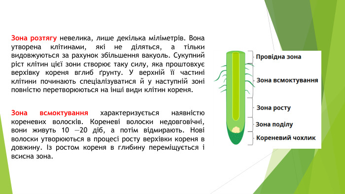 Зона розтягу невелика, лише декілька міліметрів. Вона утворена клітинами, які не діляться, а тільки видовжуються за рахунок збільшення вакуоль. Сукупний ріст клітин цієї зони створює таку силу, яка проштовхує верхівку кореня вглиб ґрунту. У верхній її частині клітини починають спеціалізуватися й у наступній зоні повністю перетворюються на інші види клітин кореня. Зона всмоктування характеризується наявністю кореневих волосків. Кореневі волоски недовговічні, вони живуть 10 —20 діб, а потім відмирають. Нові волоски утворюються в процесі росту верхівки кореня в довжину. Із ростом кореня в глибину переміщується і всисна зона.