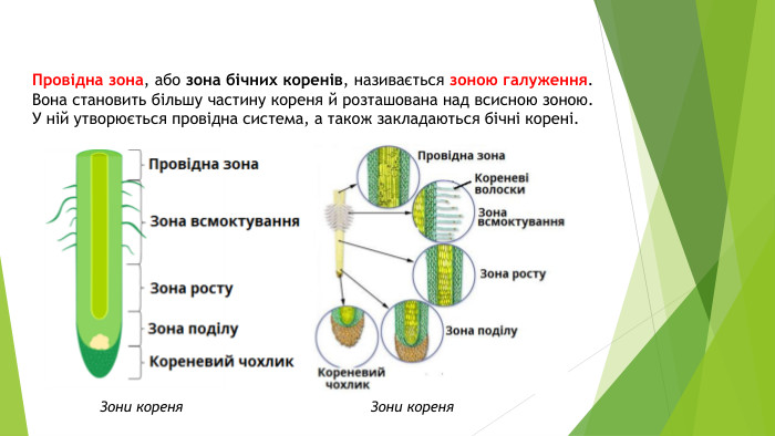 Провідна зона, або зона бічних коренів, називається зоною галуження. Вона становить більшу частину кореня й розташована над всисною зоною. У ній утворюється провідна система, а також закладаються бічні корені. Зони кореня. Зони кореня