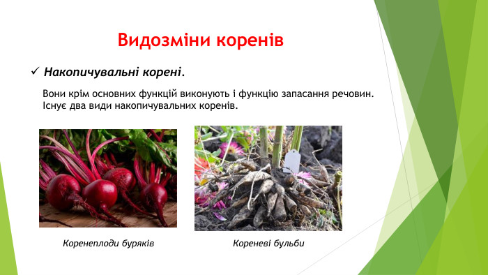 Видозміни коренів. Накопичувальні корені. Вони крім основних функцій виконують і функцію запасання речовин.Існує два види накопичувальних коренів. Коренеплоди буряків. Кореневі бульби
