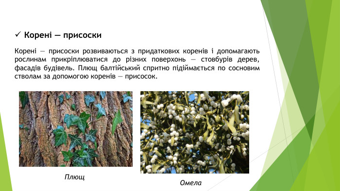 Корені — присоски розвиваються з придаткових коренів і допомагають рослинам прикріплюватися до різних поверхонь — стовбурів дерев, фасадів будівель. Плющ балтійський спритно підіймається по сосновим стволам за допомогою коренів — присосок. Корені — присоски. Плющ. Омела
