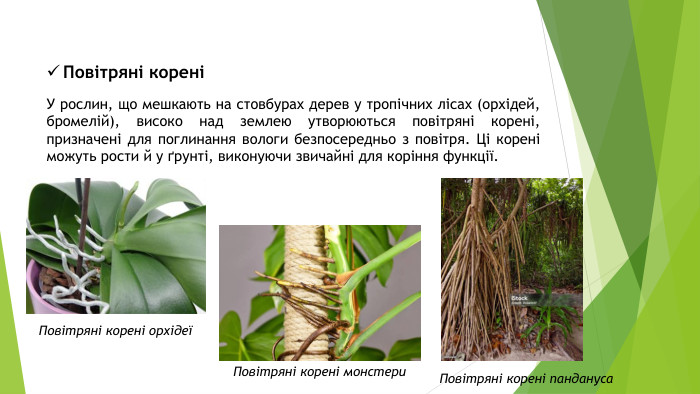 Повітряні кореніУ рослин, що мешкають на стовбурах дерев у тропічних лісах (орхідей, бромелій), високо над землею утворюються повітряні корені, призначені для поглинання вологи безпосередньо з повітря. Ці корені можуть рости й у ґрунті, виконуючи звичайні для коріння функції. Повітряні корені орхідеїПовітряні корені монстери. Повітряні корені пандануса