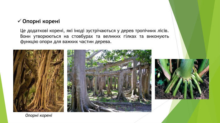 Опорні кореніЦе додаткові корені, які іноді зустрічаються у дерев тропічних лісів. Вони утворюються на стовбурах та великих гілках та виконують функцію опори для важких частин дерева. Опорні корені