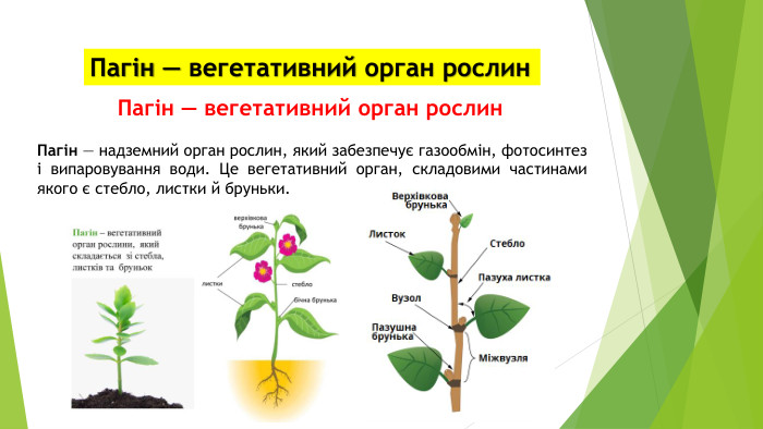 Пагін — вегетативний орган рослин. Пагін — вегетативний орган рослин. Пагін — надземний орган рослин, який забезпечує газообмін, фотосинтез і випаровування води. Це вегетативний орган, складовими частинами якого є стебло, листки й бруньки.