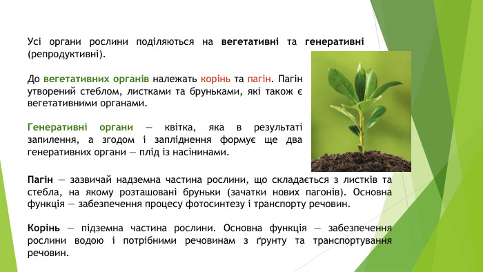 Усі органи рослини поділяються на вегетативні та генеративні (репродуктивні). До вегетативних органів належать корінь та пагін. Пагін утворений стеблом, листками та бруньками, які також є вегетативними органами. Генеративні органи — квітка, яка в результаті запилення, а згодом і запліднення формує ще два генеративних органи — плід із насінинами. Пагін — зазвичай надземна частина рослини, що складається з листків та стебла, на якому розташовані бруньки (зачатки нових пагонів). Основна функція — забезпечення процесу фотосинтезу і транспорту речовин. Корінь — підземна частина рослини. Основна функція — забезпечення рослини водою і потрібними речовинам з ґрунту та транспортування речовин.
