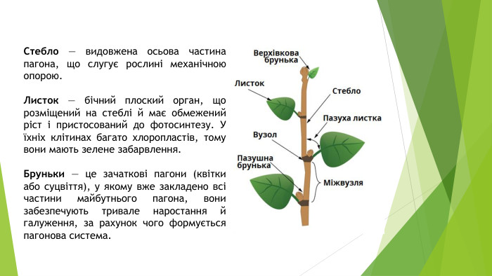 Стебло — видовжена осьова частина пагона, що слугує рослині механічною опорою. Листок — бічний плоский орган, що розміщений на стеблі й має обмежений ріст і пристосований до фотосинтезу. У їхніх клітинах багато хлоропластів, тому вони мають зелене забарвлення. Бруньки — це зачаткові пагони (квітки або суцвіття), у якому вже закладено всі частини майбутнього пагона, вони забезпечують тривале наростання й галуження, за рахунок чого формується пагонова система. 