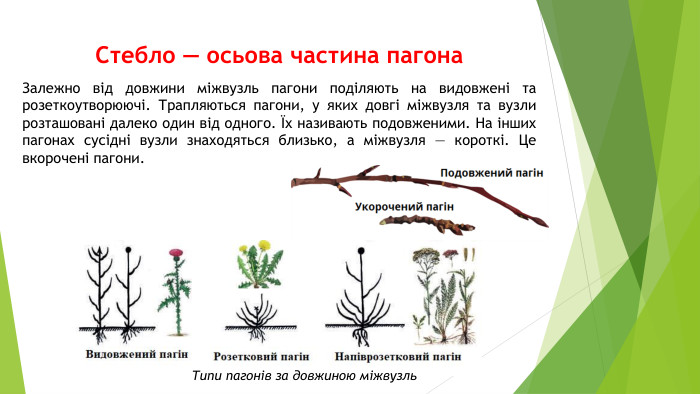 Стебло — осьова частина пагона. Залежно від довжини міжвузль пагони поділяють на видовжені та розеткоутворюючі. Трапляються пагони, у яких довгі міжвузля та вузли розташовані далеко один від одного. Їх називають подовженими. На інших пагонах сусідні вузли знаходяться близько, а міжвузля — короткі. Це вкорочені пагони. Типи пагонів за довжиною міжвузль