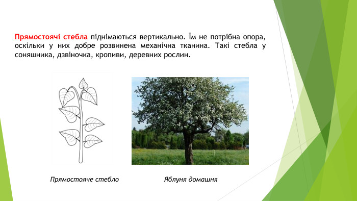 Прямостоячі стебла піднімаються вертикально. Їм не потрібна опора, оскільки у них добре розвинена механічна тканина. Такі стебла у соняшника, дзвіночка, кропиви, деревних рослин. Прямостояче стебло. Яблуня домашня