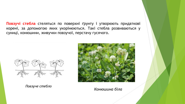 Повзучі стебла стеляться по поверхні ґрунту і утворюють придаткові корені, за допомогою яких укорінюються. Такі стебла розвиваються у суниці, конюшини, живучки повзучої, перстачу гусячого. Повзуче стебло. Конюшина біла