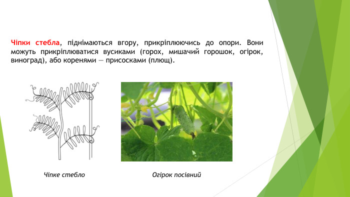Чіпки стебла, піднімаються вгору, прикріплюючись до опори. Вони можуть прикріплюватися вусиками (горох, мишачий горошок, огірок, виноград), або коренями — присосками (плющ). Чіпке стебло. Огірок посівний