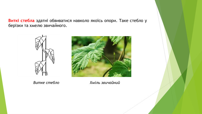 Виткі стебла здатні обвиватися навколо якоїсь опори. Таке стебло у берізки та хмелю звичайного. Витке стебло. Хміль звичайний