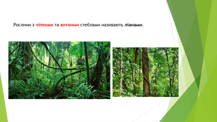 Рослини з чіпкими та виткими стеблами називають ліанами.