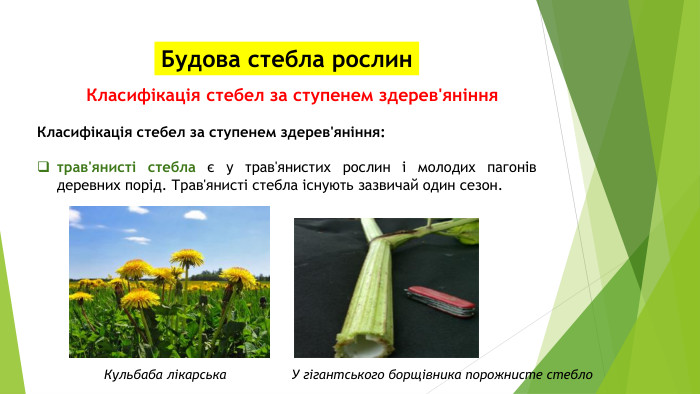 Будова стебла рослин. Класифікація стебел за ступенем здерев'яніння. Класифікація стебел за ступенем здерев'яніння: трав'янисті стебла є у трав'янистих рослин і молодих пагонів деревних порід. Трав'янисті стебла існують зазвичай один сезон. Кульбаба лікарська У гігантського борщівника порожнисте стебло