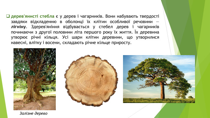 дерев'янисті стебла є у дерев і чагарників. Вони набувають твердості завдяки відкладенню в оболонці їх клітин особливої речовини — лігніну. Здерев'яніння відбувається у стебел дерев і чагарників починаючи з другої половини літа першого року їх життя. Їх деревина утворює річні кільця. Усі шари клітин деревини, що утворилися навесні, влітку і восени, складають річне кільце приросту. Залізне дерево