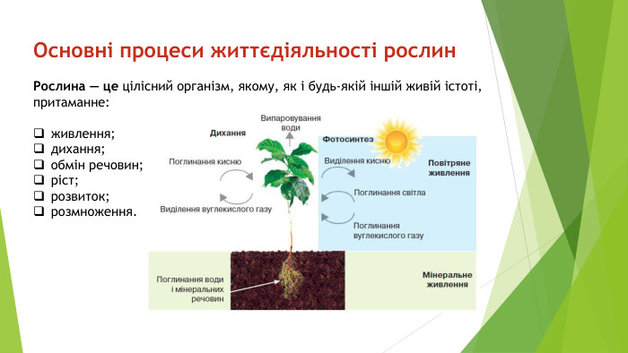 Основні процеси життєдіяльності рослин. Рослина — це цілісний організм, якому, як і будь-якій іншій живій істоті, притаманне:живлення;дихання;обмін речовин;ріст;розвиток;розмноження.