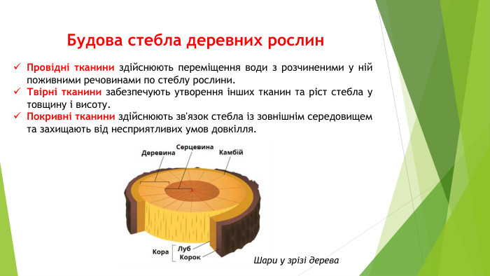 Будова стебла деревних рослин. Провідні тканини здійснюють переміщення води з розчиненими у ній поживними речовинами по стеблу рослини. Твірні тканини забезпечують утворення інших тканин та ріст стебла у товщину і висоту. Покривні тканини здійснюють зв'язок стебла із зовнішнім середовищем та захищають від несприятливих умов довкілля. Шари у зрізі дерева