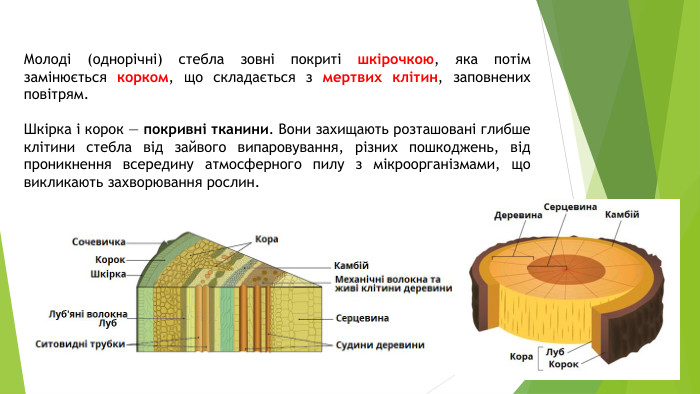 Молоді (однорічні) стебла зовні покриті шкірочкою, яка потім замінюється корком, що складається з мертвих клітин, заповнених повітрям. Шкірка і корок — покривні тканини. Вони захищають розташовані глибше клітини стебла від зайвого випаровування, різних пошкоджень, від проникнення всередину атмосферного пилу з мікроорганізмами, що викликають захворювання рослин. 