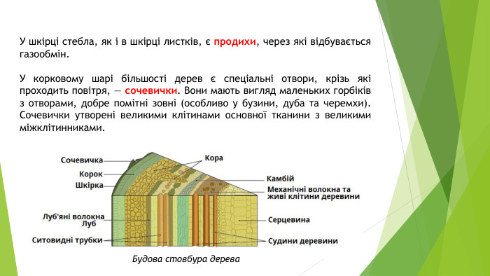 У шкірці стебла, як і в шкірці листків, є продихи, через які відбувається газообмін. У корковому шарі більшості дерев є спеціальні отвори, крізь які проходить повітря, — сочевички. Вони мають вигляд маленьких горбіків з отворами, добре помітні зовні (особливо у бузини, дуба та черемхи). Сочевички утворені великими клітинами основної тканини з великими міжклітинниками. Будова стовбура дерева