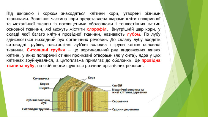 Під шкіркою і корком знаходяться клітини кори, утворені різними тканинами. Зовнішня частина кори представлена шарами клітин покривної та механічної тканин із потовщеними оболонками і тонкостінних клітин основної тканини, які можуть містити хлорофіл. Внутрішній шар кори, у складі якої багато клітин провідної тканини, називають лубом. По лубу здійснюється низхідний рух органічних речовин. До складу лубу входять ситовидні трубки, товстостінні луб'яні волокна і групи клітин основної тканини. Ситовидні трубки — це вертикальний ряд видовжених живих клітин, у яких поперечні стінки пронизані отворами (як у сита), ядра у цих клітинах зруйнувалися, а цитоплазма прилягає до оболонки. Це провідна тканина лубу, по якій переміщуються розчини органічних речовин.